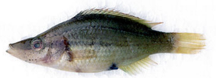 Symphodus rostratus_00004